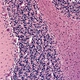 Multi-Head Microscope