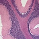 Multi-Head Microscope
